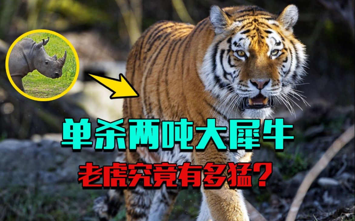 阿扬扎连逃攻杀比战力大，取得重